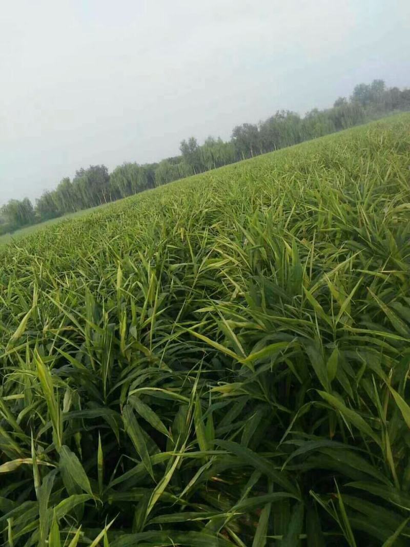 第1806页